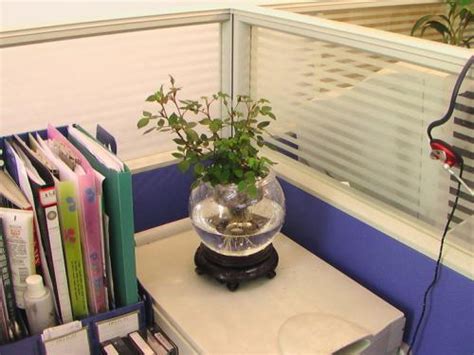 辦公桌植物擺放 六爻神卦